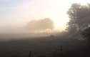 Frühnebel