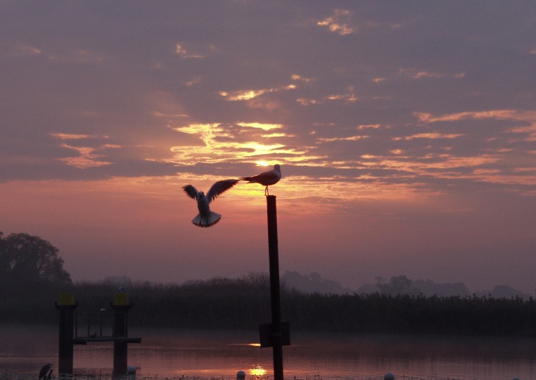 Die Sonne weckt die Möwen am Stadtkanal in Brandenburg/Havel