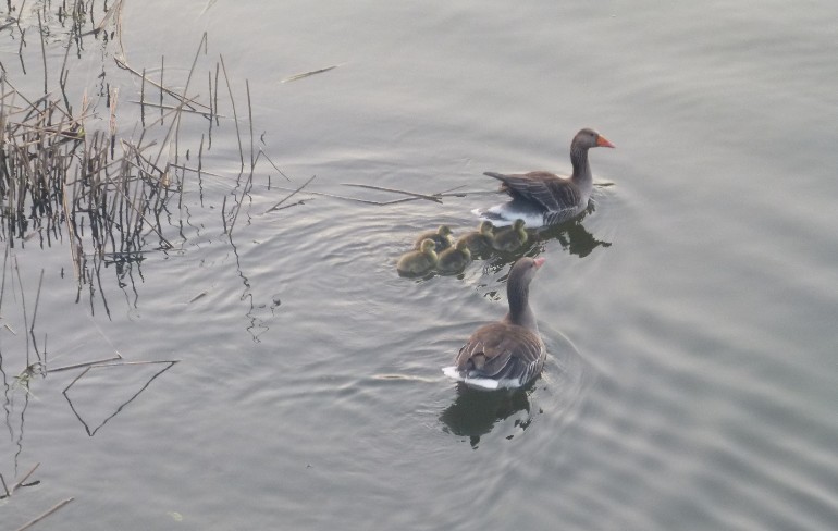 Nach dem Frühstück wird mit den Eltern der Plauersee erkundet.