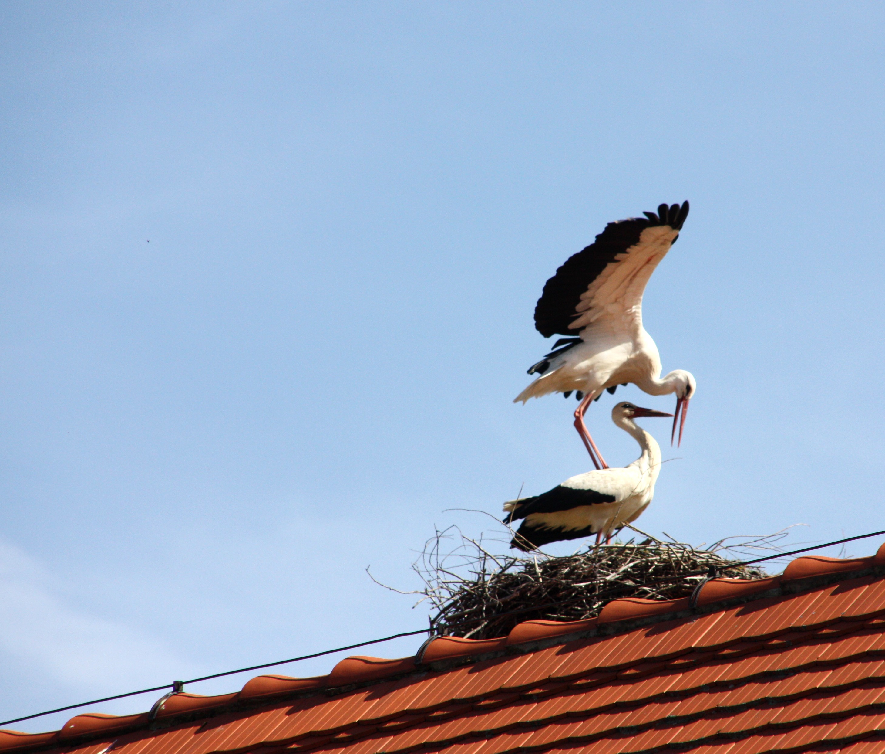 Kurti und Richis erster Ausflug nach dem Urlaub führte sie nach Woltersdorf. Sie wollten wissen, ob Gevatter Storch immer noch nach seiner Storchendame Ausschau halten muß. Sehr erfreut waren sie , als sie sahen , Familie Storch ist zu zweit.In der Sonne konnte lustig geschnäbelt werden, dann kann uns um den Nachwuchs nicht bange sein.Die Frösche werden die Sache im Auge behalten.