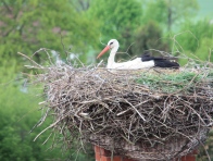 Storch 26.04.