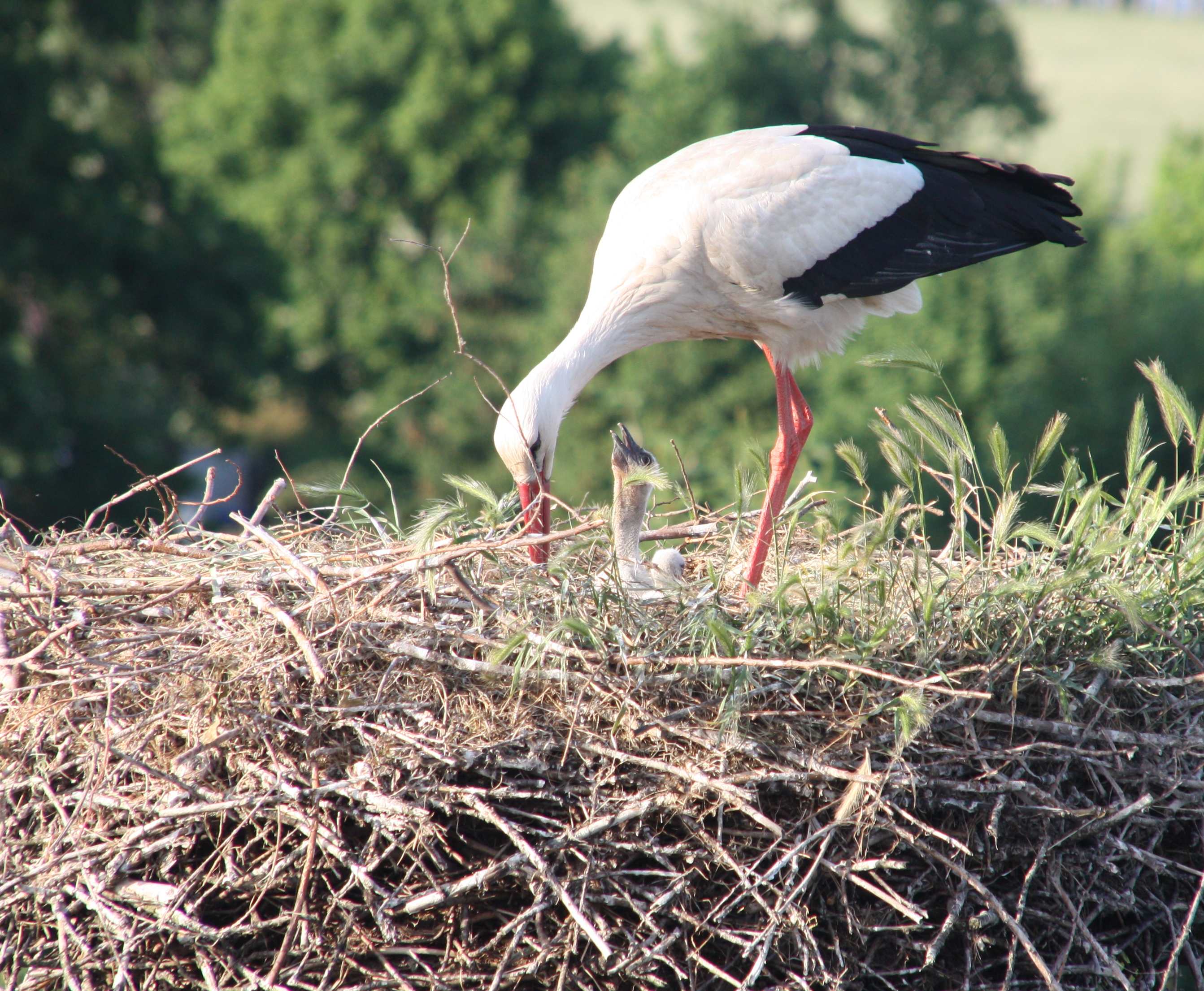 Familie Storch in Woltersdorf kann sich über Nachwuchs freuen.Es sind mindestens 2 neue Familienmitglieder angekommen.Auf Grund der manchmal schwierigen Aufnahmesituation kann über ein 3.Mitglied zur Zeit nichts gesagt werden.Es wird weiter beobachtet.