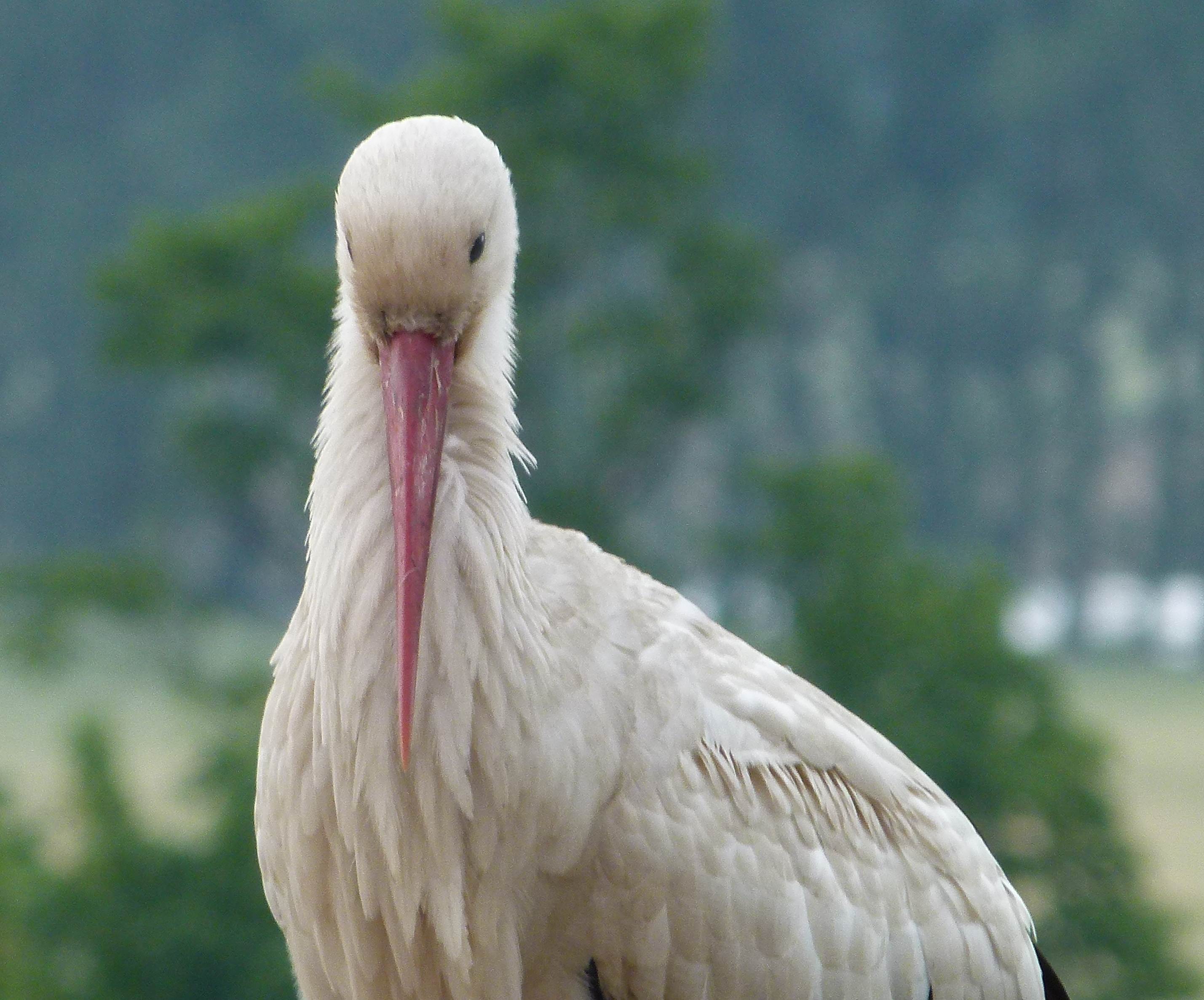 Ich bin Storch , wer ist mehr ?