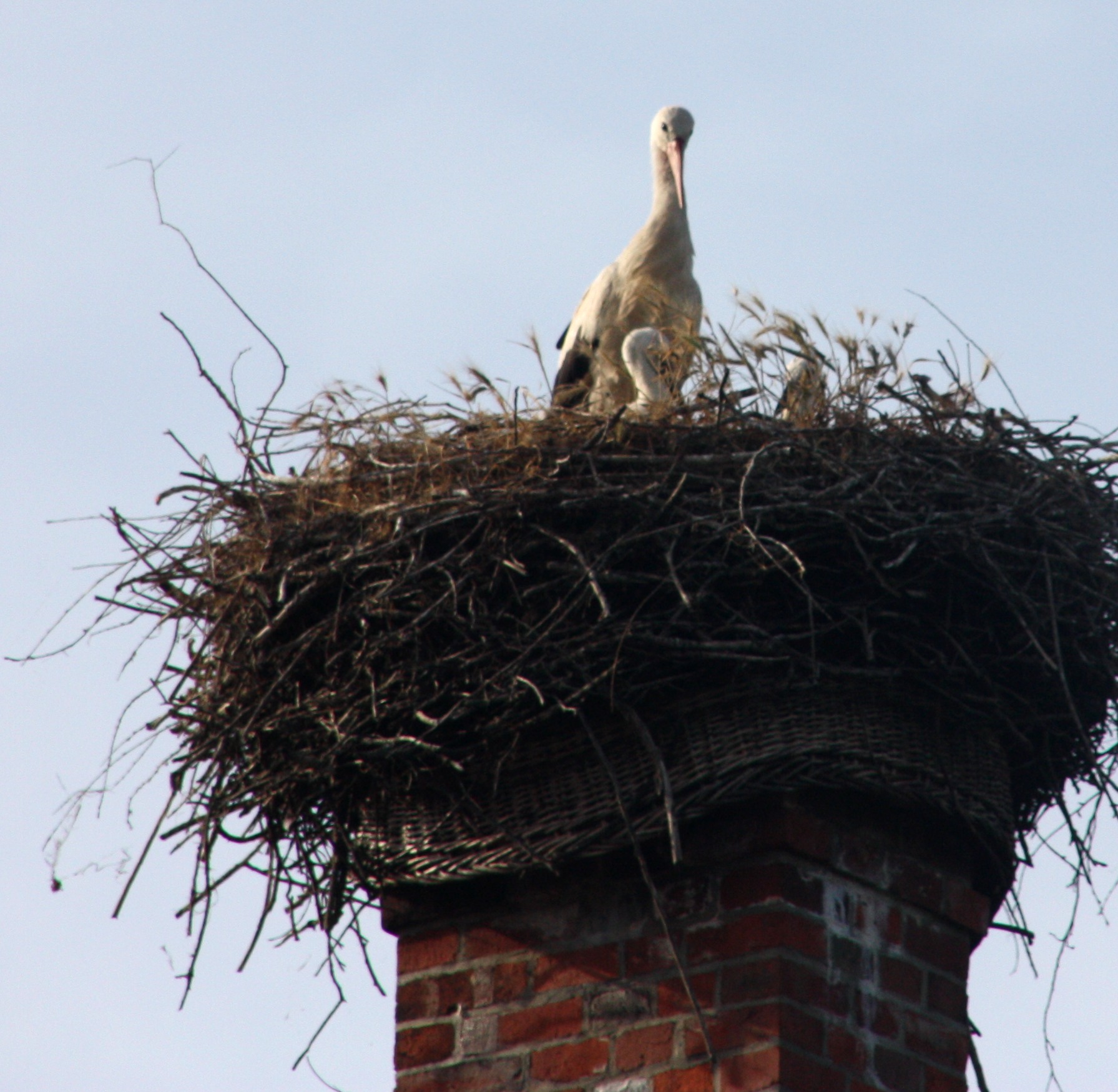 Das jüngste Familienmitglied ist wahrscheinlich ein Opfer der Trockenheit geworden. Es sind nur 2 Jungstörche im Nest.