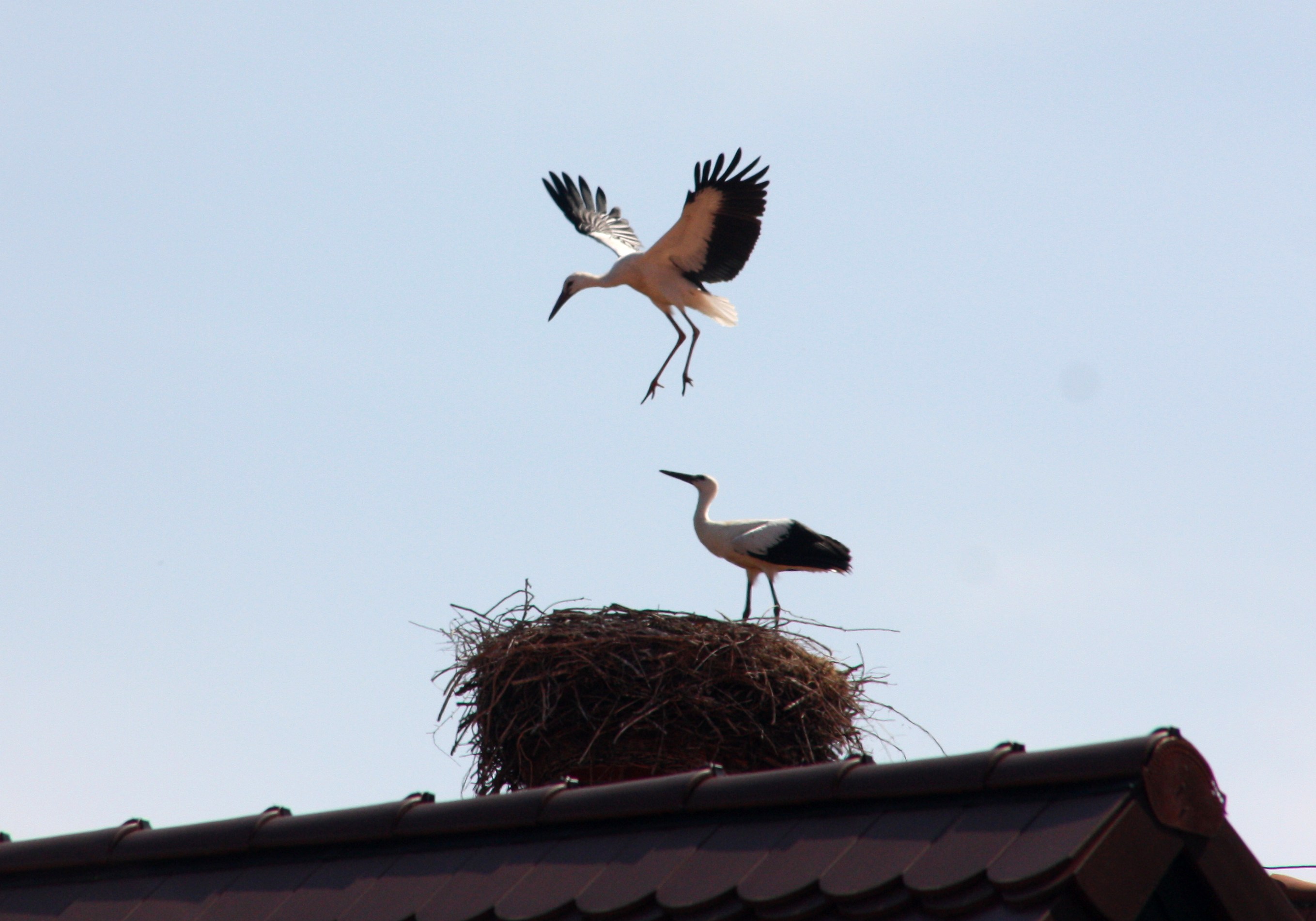 Erste Standschweben über dem Nest
