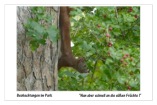 Beobachtungen im Park