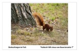 Beobachtungen im Park