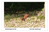 Beobachtungen im Park