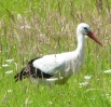 Tierische Einblicke