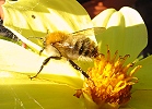 Zur nächsten Blüte