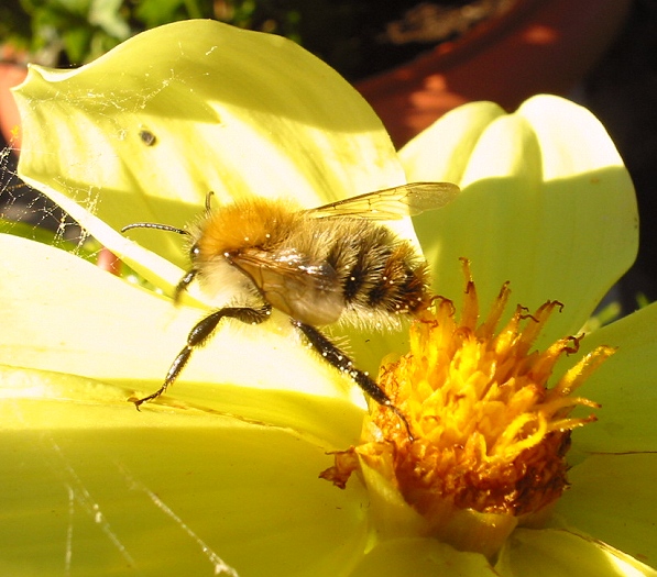 Zur nächsten Blüte