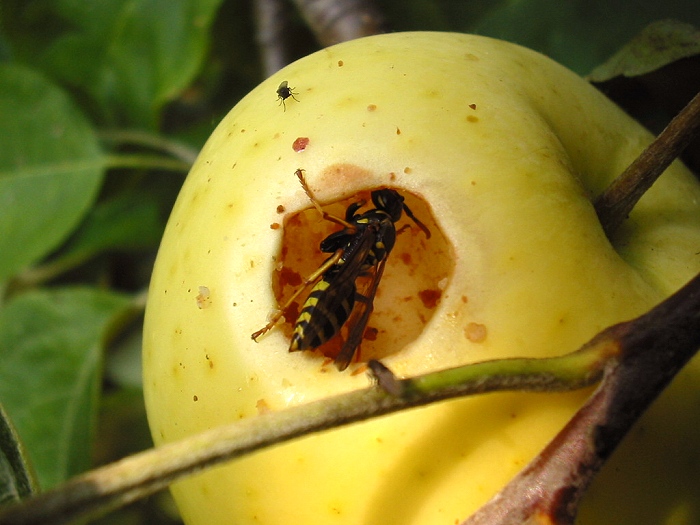 Zur nächsten Blüte