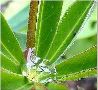 Spiegelung auf einem Wassertropfen